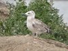 Caspian Gull at Paglesham Lagoon (Steve Arlow) (181177 bytes)